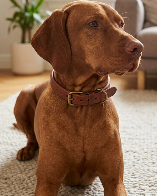 Staen Rolled Leather Dog Collar 35-47 cm Chestnut - Lifestyle view